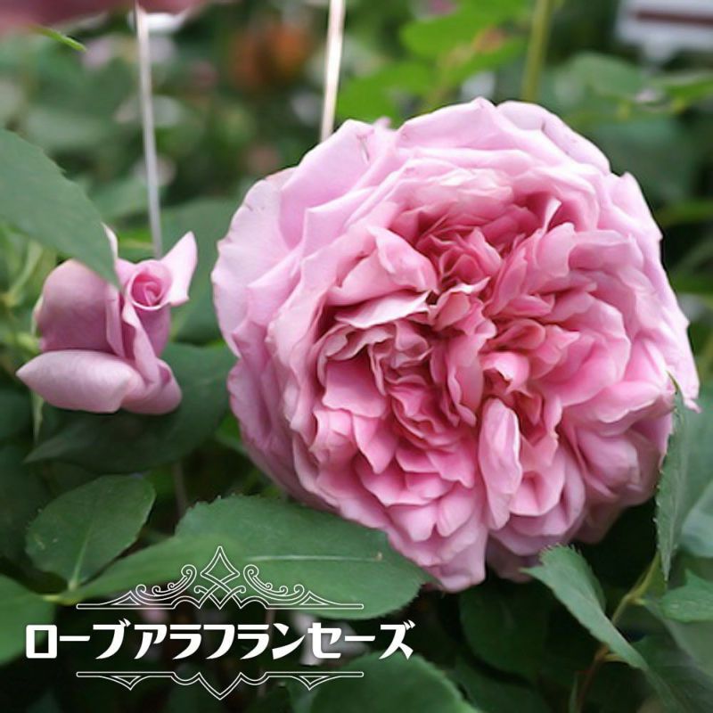 要問合せ♥️ヨーロッパ空間♥️薔薇好き♪ローズ バラ プランター ガーデン 2種 要問合せ♥️ヨーロッパ空間♥️薔薇好き♪ローズ バラ