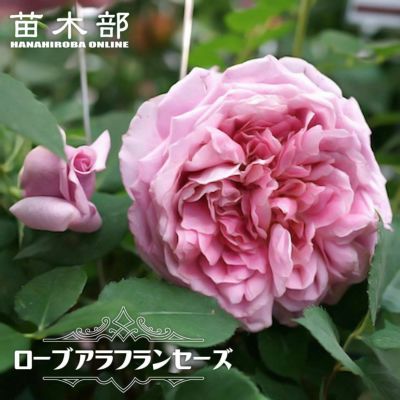 花色で選ぶつる性バラ ピンク系つるバラのバラ苗通販 苗木部 By 花ひろばオンライン