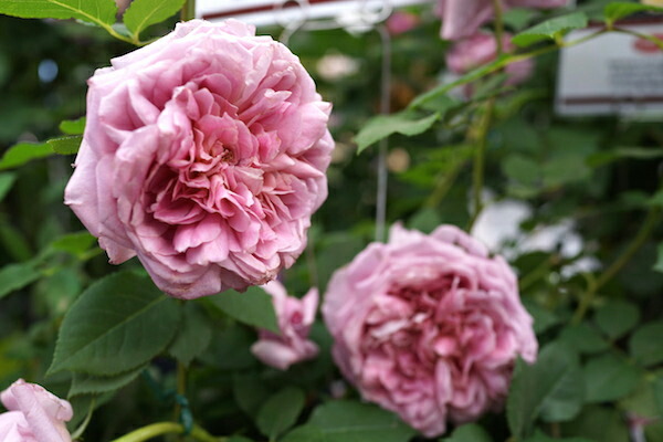 バラ ローブアラフランセーズ S シュラブ （半つるバラ） 苗 販売 苗木部