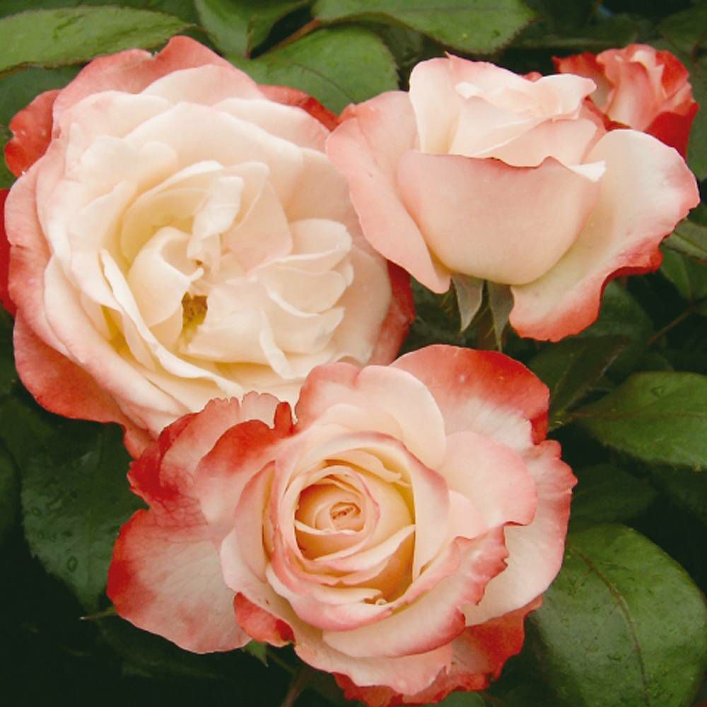 バラ苗 ノスタルジィ 国産苗 大苗 6号ポット 四季咲き 赤色 バラ 苗 薔薇 京成バラ 苗木部 本店 By 花ひろばオンライン