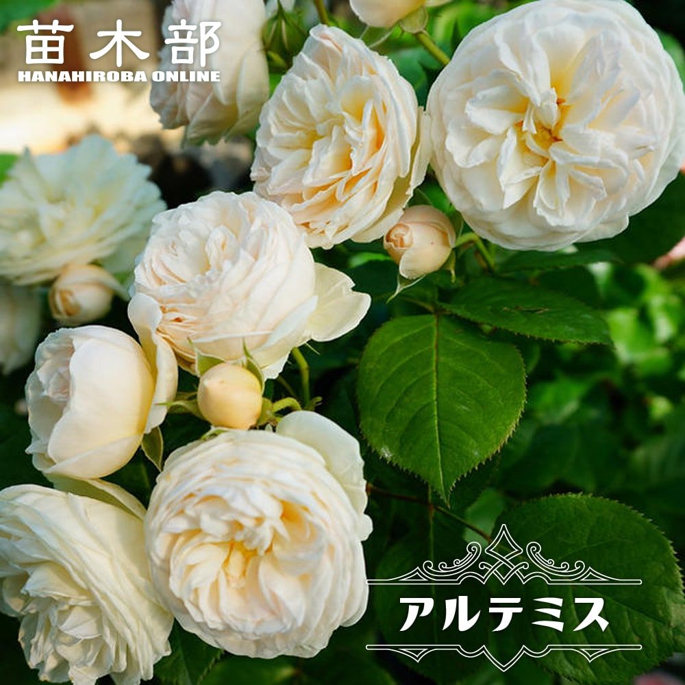 四季咲き 苗木部 本店 By 花ひろばオンライン