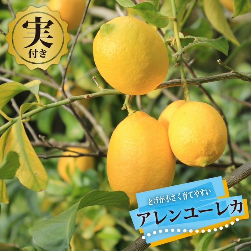 000000112700-01-l.jpg?t=