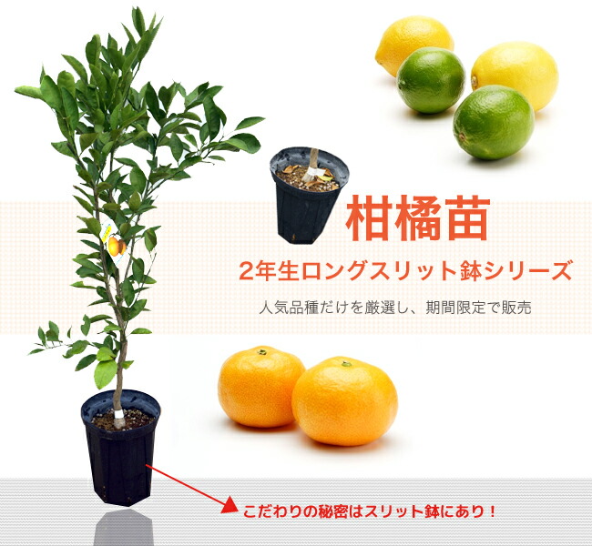 柑橘 レモン とげなしリスボンレモン 苗 植え方 苗木部 By 花ひろば