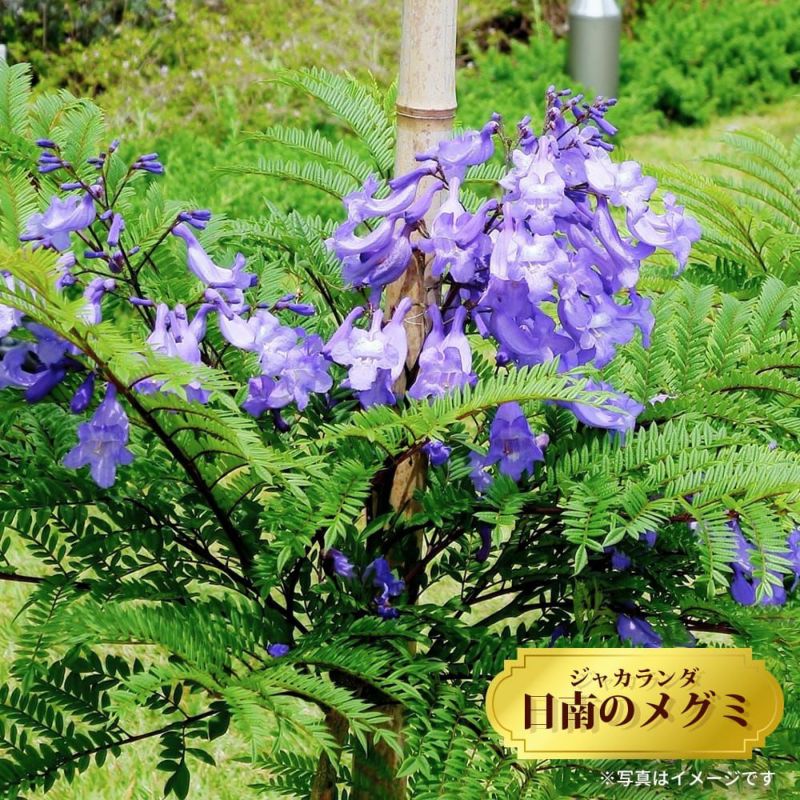 アメリカ通販ファッション 販売 苗 日南のメグミ ジャカランダ 苗木部 花ひろばオンライン By 落葉樹