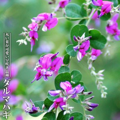 バラ ピンクドリフト ドリフトローズ 苗 販売 苗木部 By 花ひろば