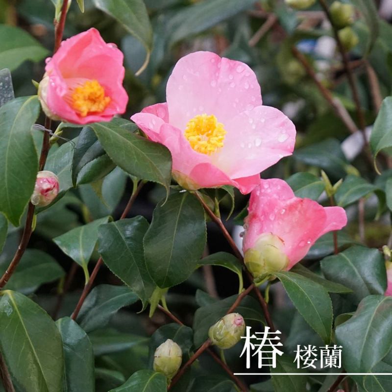 楽天市場】バオバブの木（観葉植物｜花・観葉植物）：花・ガーデン・DIYの通販