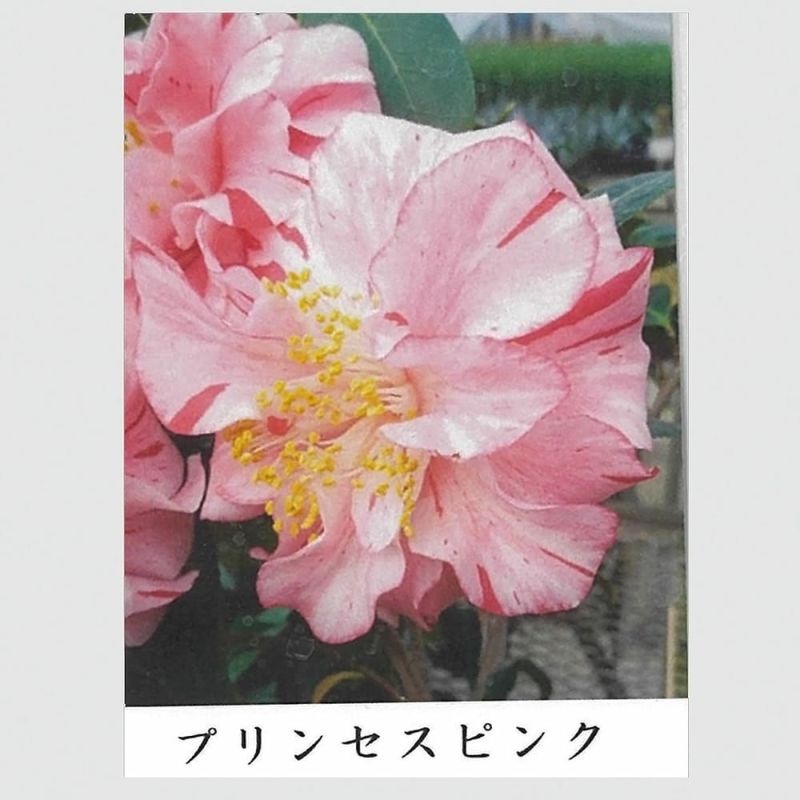 椿 侘助・侘芯ツバキ | nae-ya｜herbal tree shop ｜ハーバルツリー