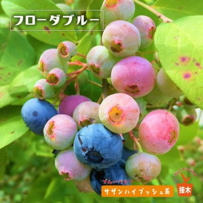ワイルドブルーベリー ビルベリー 苗 販売 苗木部 By 花ひろばオンライン