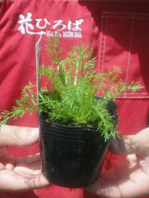 八重咲きローマン　苗　ダブルフラワーカモミール　4号サイズ　カモミール 10_011000001560.jpg?1560609038