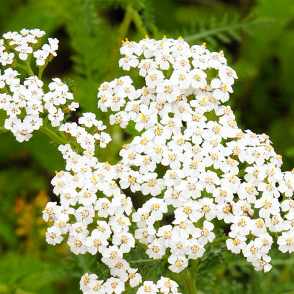 ヤロウ ホワイト 苗 販売 苗木部 By 花ひろばオンライン