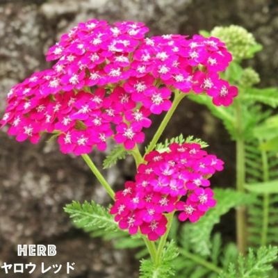 八重紅花サンザシ メイフラワー ポット苗 庭木 落葉樹 低木 観賞花木 苗木部 本店 By 花ひろばオンライン