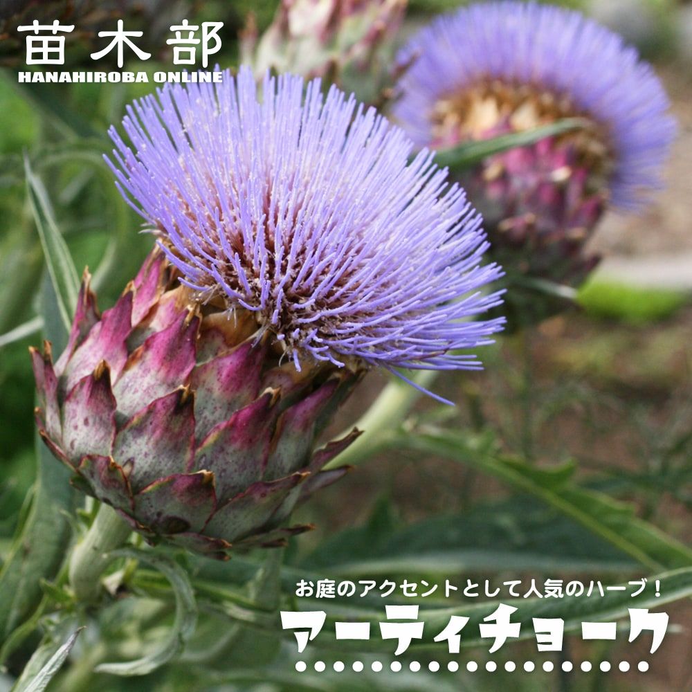 アーティチョーク アーティチョーク 苗 販売 苗木部 By 花ひろばオンライン