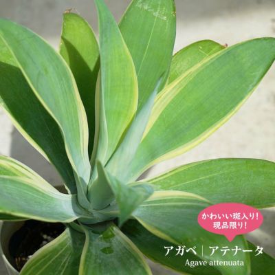 多肉植物 | 苗木部 本店 By 花ひろばオンライン