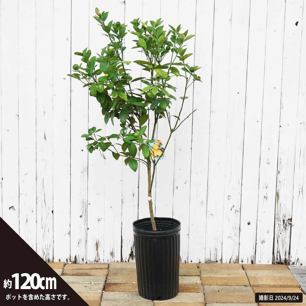 柑橘 キンカン 大実金柑 福寿 （きんかん ふくじゅ） 苗 鉢植え 苗木部