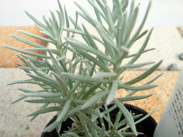 000000013382-03-l.jpg?t=