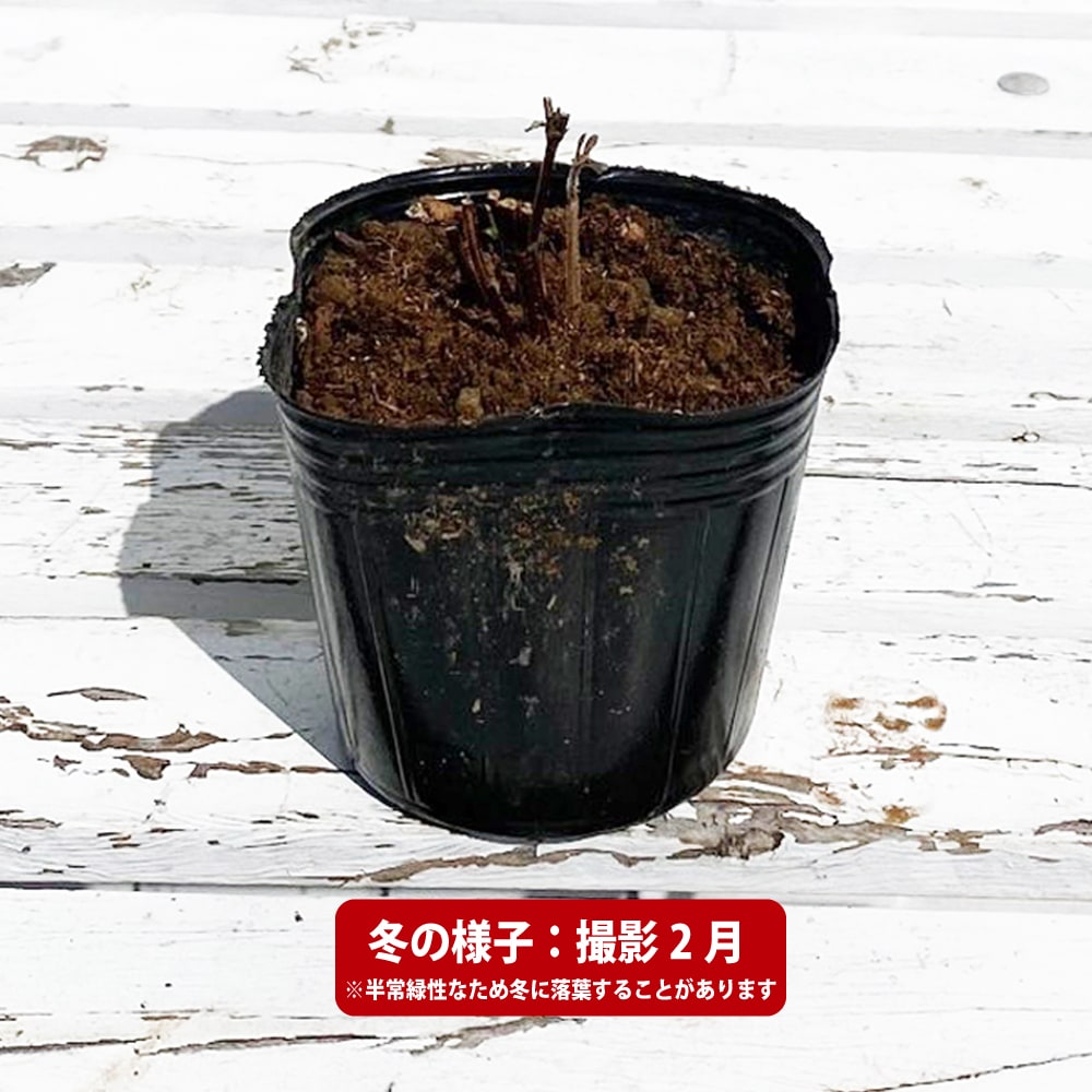 サルビア パイナップルセージ 苗 販売 苗木部 By 花ひろばオンライン サルビア パイナップルセージ 苗 販売 苗木部 By 花ひろばオンライン