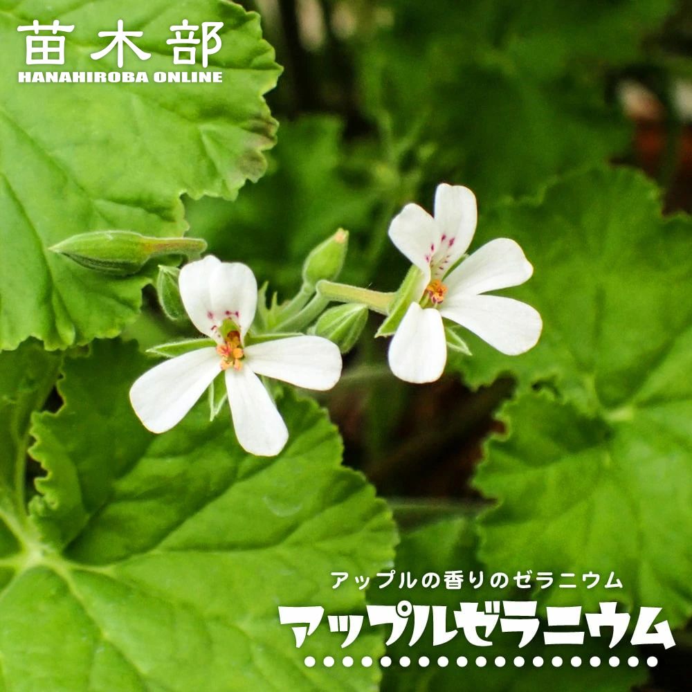 ゼラニューム 苗木部 本店 By 花ひろばオンライン