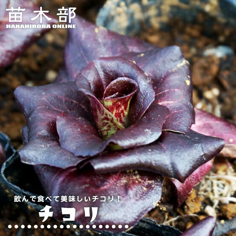 フェンネル フローレンスフェンネル 苗 販売 苗木部 By 花ひろばオンライン