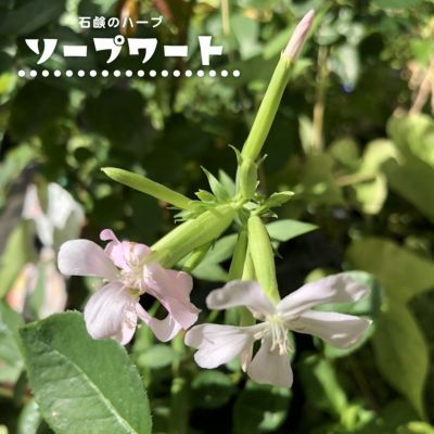 ソープワート 苗 販売 苗木部 By 花ひろばオンライン ソープワート 苗 販売 苗木部 By 花ひろばオンライン