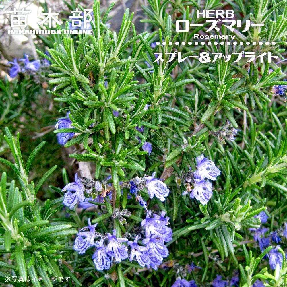 ローズマリー スプレー アップライト 苗 販売 苗木部 By 花ひろばオンライン