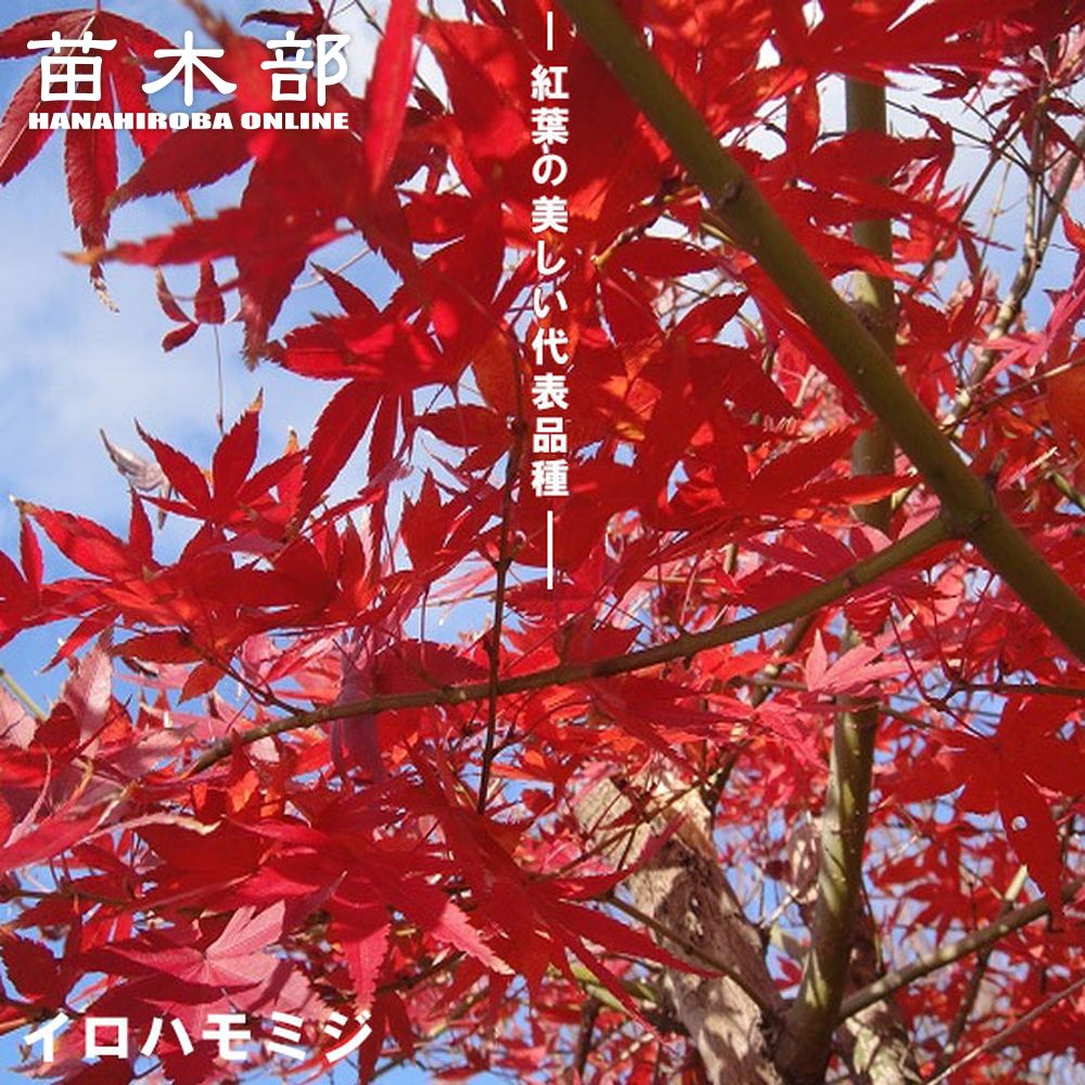 イロハモミジ 里の木シリーズ 庭木 落葉樹 記念樹 もみじ 苗 苗木部 本店 By 花ひろばオンライン