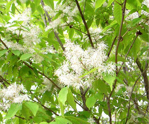 樹形と幹肌がステキな白い花が咲く木 記念樹 植育 アオダモ 里の木シリーズ