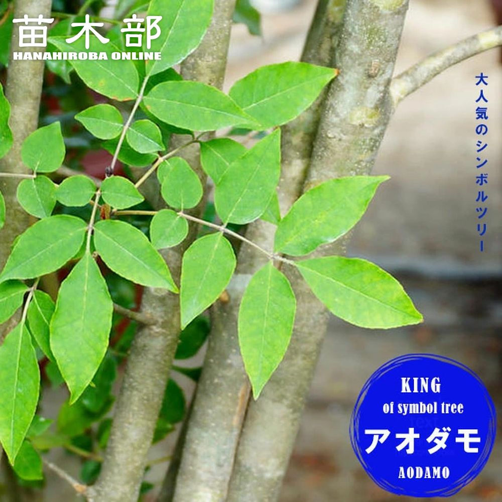 苗 苗木部 By 花ひろばオンライン