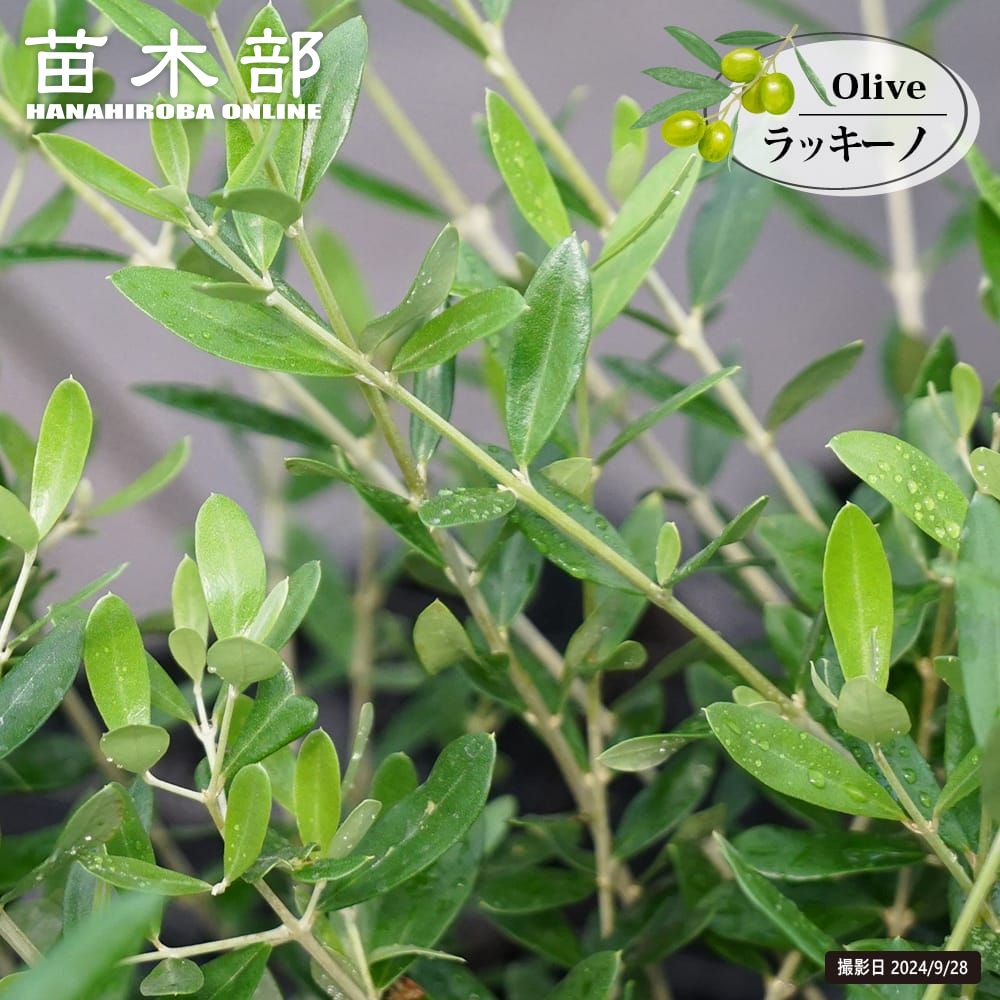 希少☆特大 オリーブ セントキャサリン 2.6M(鉢底から)（オリーブ 