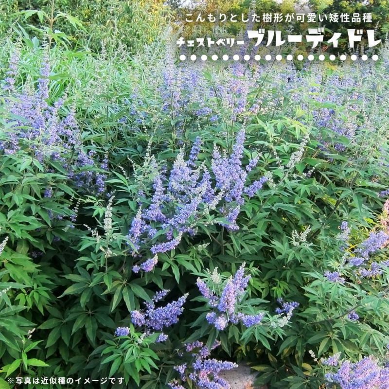 西洋ニンジンボク苗木　52センチ　大小セット 000000113691-01-l.jpg?t=