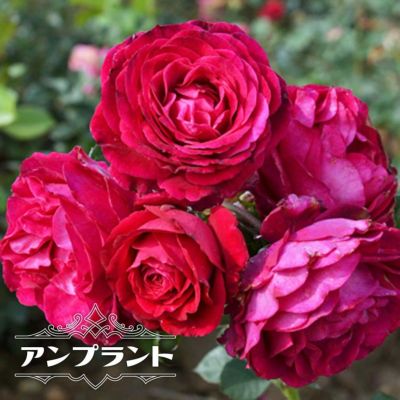 バラ苗 アンプラント Dor 国産苗 大苗 6号ポット 四季咲き 赤色 強香 バラ 苗 薔薇 大輪 フレンチローズ 予約販売12月 翌1月頃入荷予定 苗木部 本店 By 花ひろばオンライン