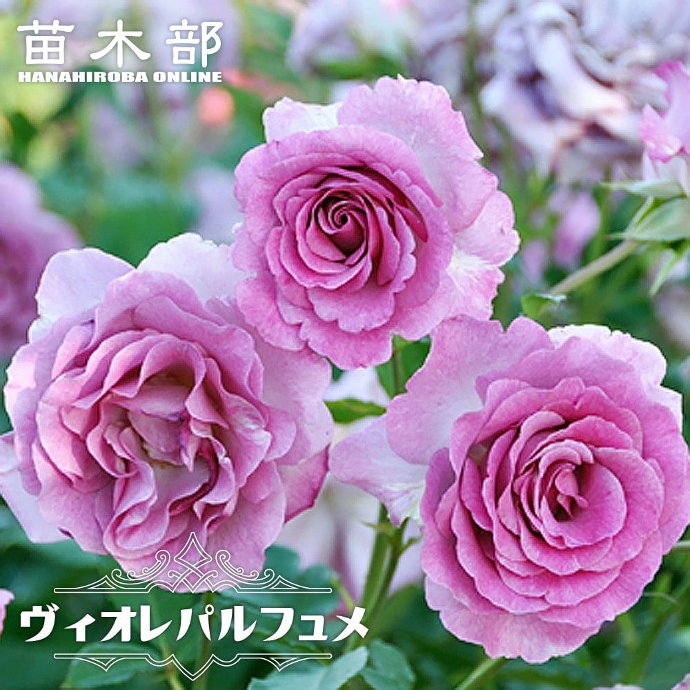 バラ マリーアントワネット 苗 販売 苗木部 By 花ひろばオンライン