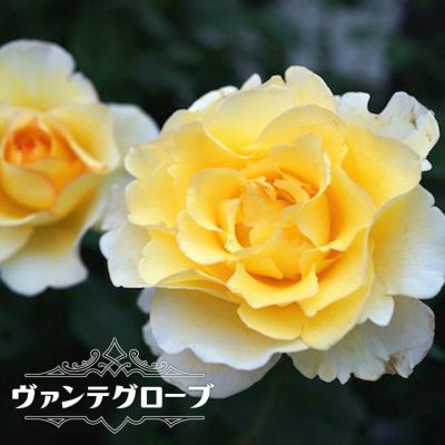 Ht 四季咲き大輪木バラ 苗木部 本店 By 花ひろばオンライン Ht 四季咲き大輪木バラ 苗木部 本店 By 花ひろばオンライン