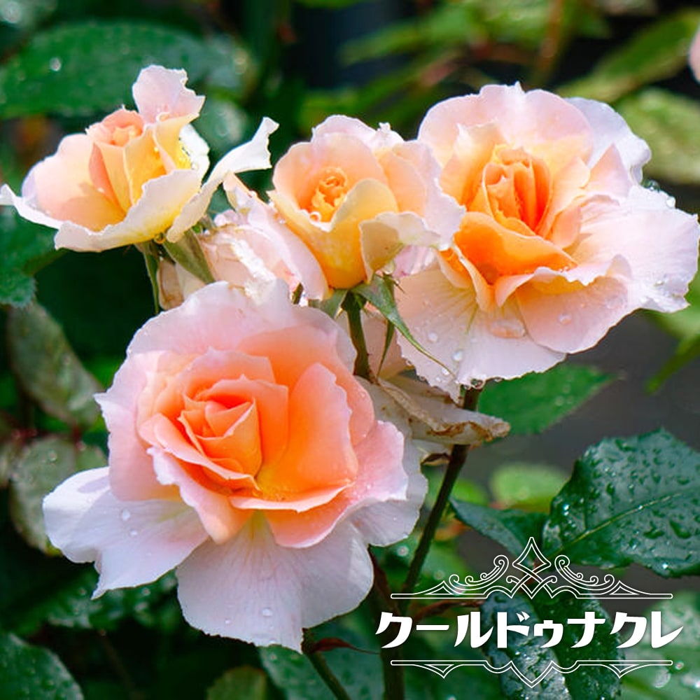 バラ ダフネ Fl フロリバンダ 苗 販売 苗木部 By 花ひろばオンライン