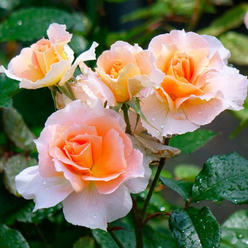 丸く仕立てた綺麗なバラの木、販売中です！ 丸く仕立てた綺麗なバラの