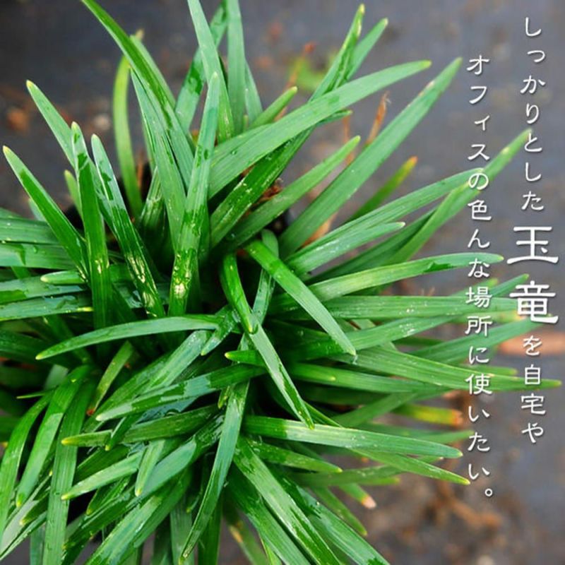 玉竜　リュウノヒゲの仲間　タマリュウ　たまりゅう　1000株 楽天市場】【産直】玉竜(タマリュウ)苗 1ケース （40ポット