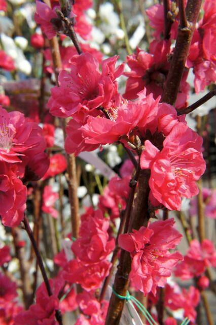 ハナモモ 照手紅 箒桃（ほうきもも） 苗 通販 苗木部 By 花ひろば