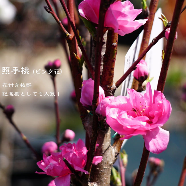 デルフィニウム ホワイト 苗 苗木部 By 花ひろばオンライン