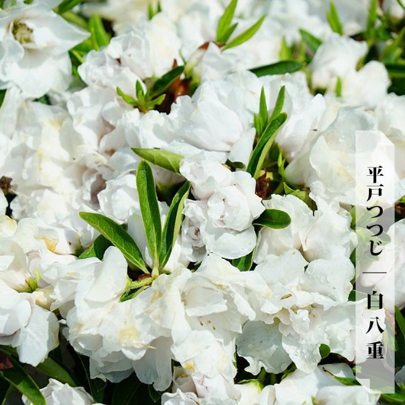 平戸ツツジ　白　約60cm【玉仕立て/ツツジ/トピアリー/苗木/根巻】27 平戸ツツジ 白 約60cm【玉仕立て/ツツジ/トピアリー/苗木/根巻