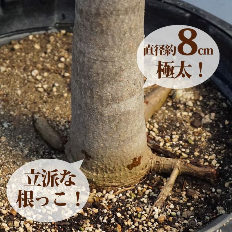 マンゴー 玉文 苗 販売 苗木部 By 花ひろばオンライン