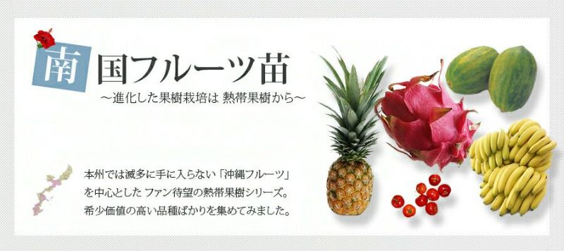 アテモヤ 接木 1年生 4.5号ポット苗 沖縄県産 , 品種不明