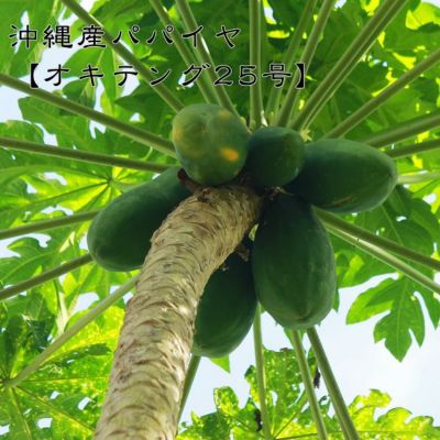 オキテング25号】 パパイヤ ポット苗 沖縄県産 | 苗木部 本店 By