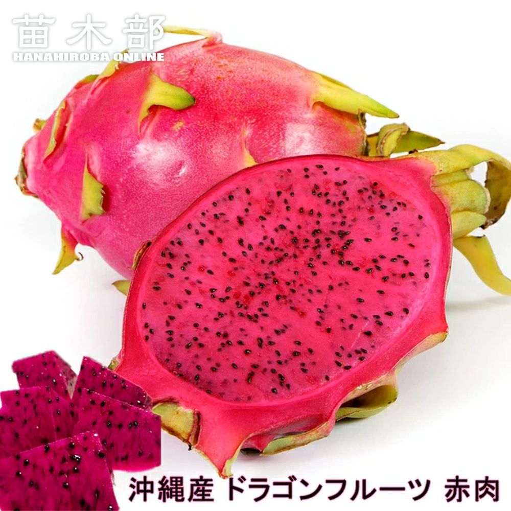 ドラゴンフルーツ 赤肉種 苗 販売 苗木部 By 花ひろばオンライン