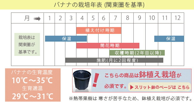 バナナ 沖縄島バナナ 苗 販売 苗木部 By 花ひろばオンライン