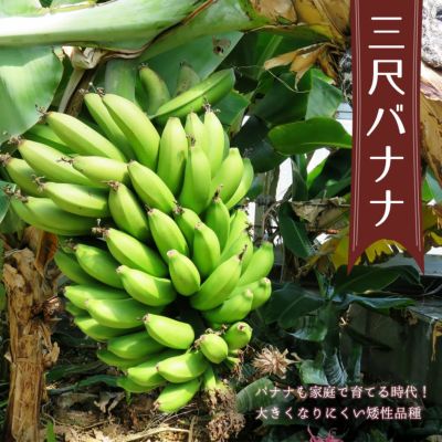 【送料込】三尺バナナ メリクロン苗２個セット┃島バナナやモンキーバナナと違い、甘味がすごい濃厚なサンジャクバナナを収穫してみない？
