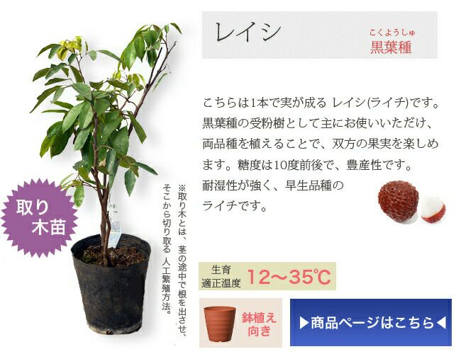 格安低価新品種ライチ苗☆大早レイシ取木 果物