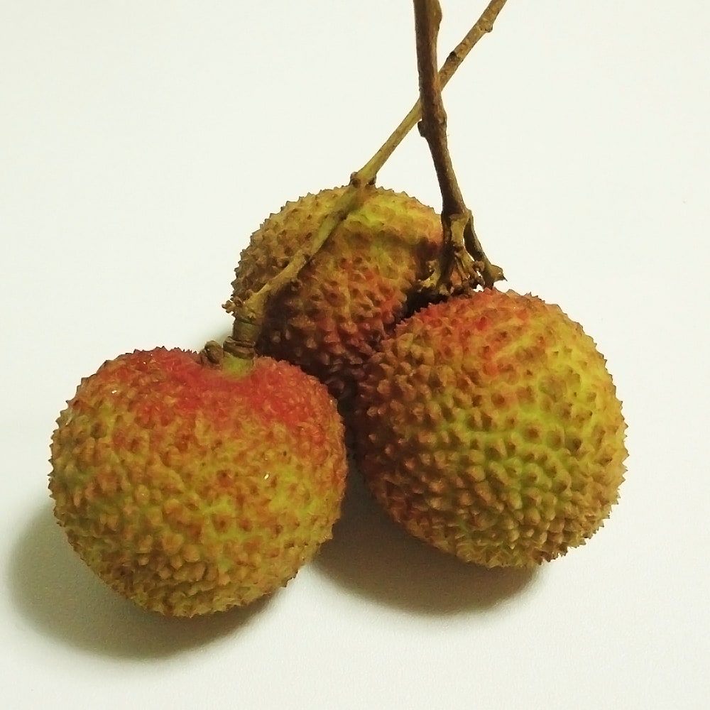 レイシ ライチ 玉荷包 苗 販売 苗木部 By 花ひろばオンライン