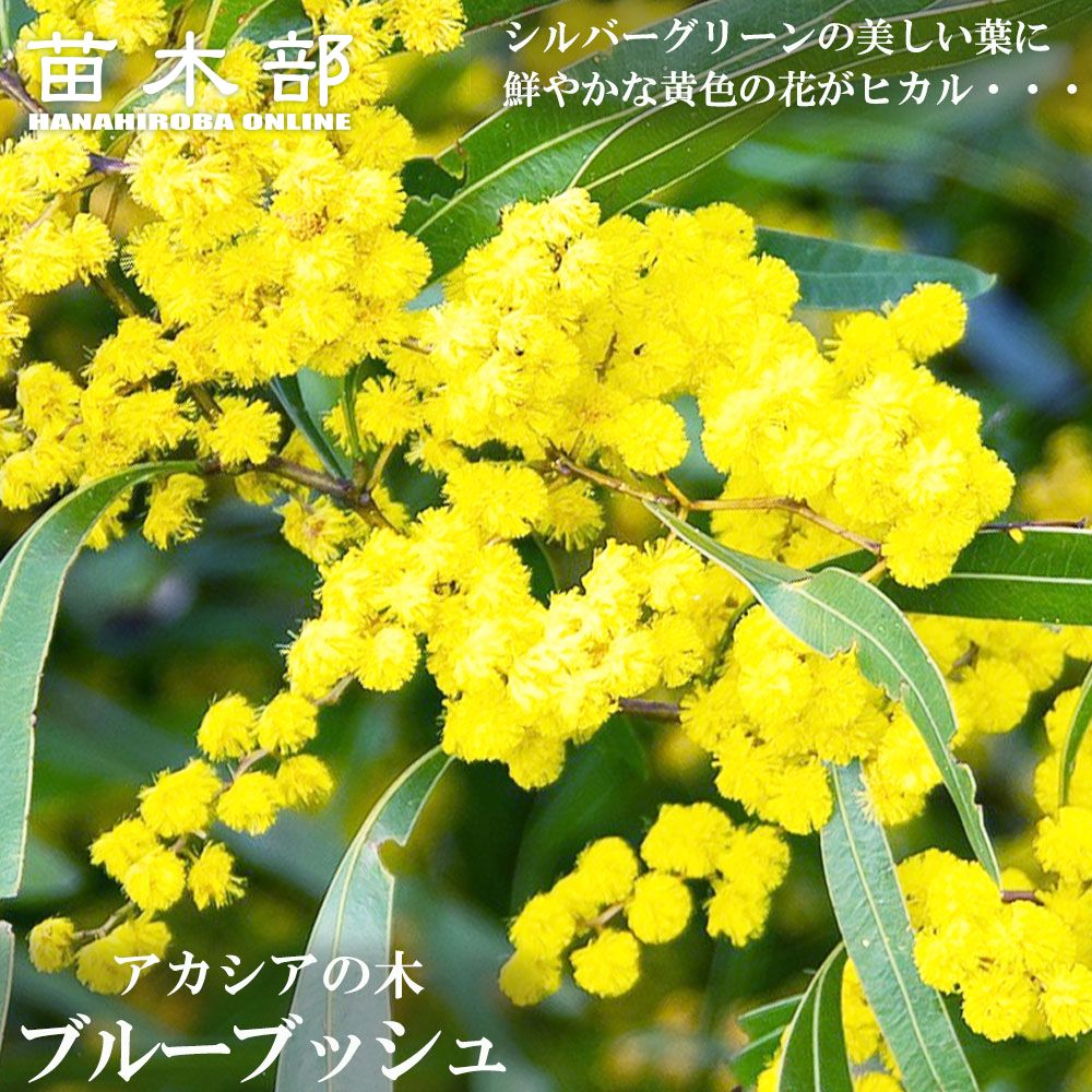 フレッシュミモザ 切り花 生花 アカシアブルーブッシュ 1 （楽天市場 