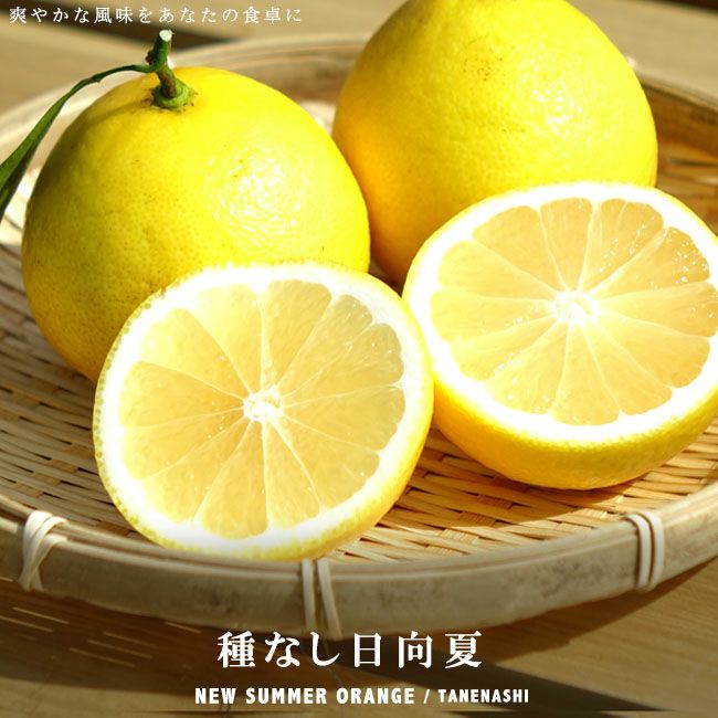 夏蜜柑様・専用ページ（3種類アチューンメント） 楽天市場】オレンジ 苗木 【甘夏 （あまなつ）】 3年生 接ぎ木