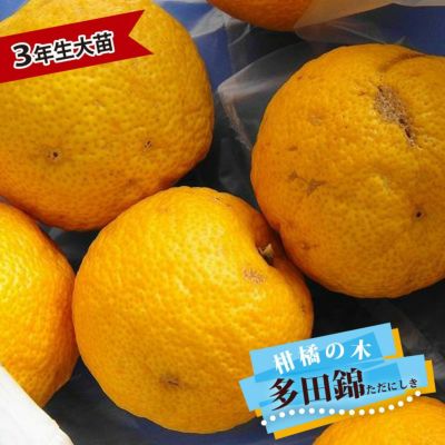 柑橘 柚子 本柚子 （本ユズ）の販売 苗木部 By 花ひろばオンライン