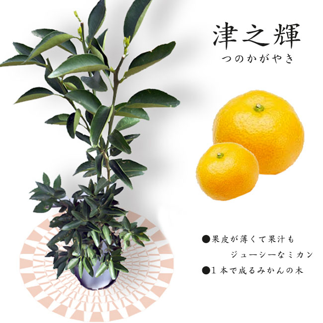 ポポー ウィルソン 苗 育て方 苗木部 By 花ひろばオンライン